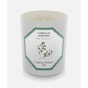 Carrière Frères Camellia Sinensis (The Tea Plant)